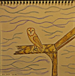 Barn Owl (Tyto alba).