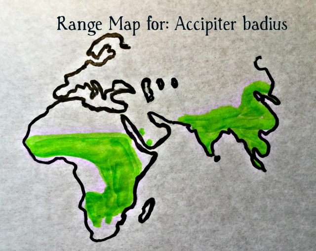 accipiter range map